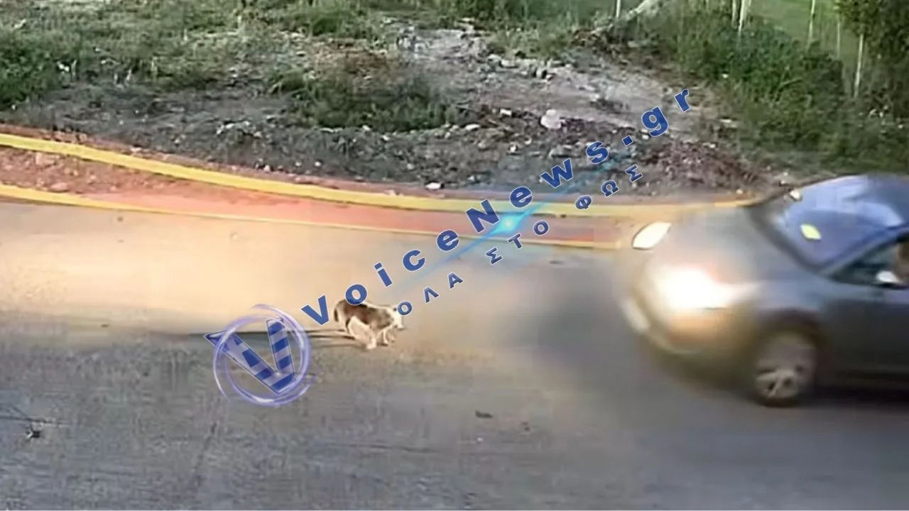 Φρίκη στη Γαστούνη: Σταμάτησε, είδε τον σκύλο και πέρασε από πάνω του – Ανθρωποκυνηγητό για τον οδηγό