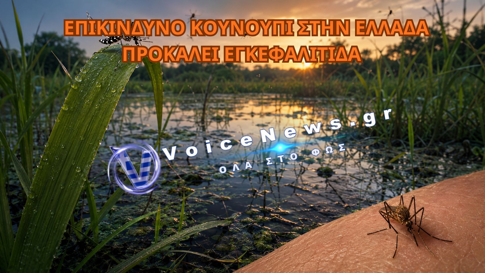 ECDC: ΕΝΤΟΠΙΣΤΗΚΕ ΣΤΗΝ ΕΛΛΑΔΑ ΚΟΥΝΟΥΠΙ-ΦΟΡΕΑΣ ΤΗΣ ΙΑΠΩΝΙΚΗΣ ΕΓΚΕΦΑΛΙΤΙΔΑΣ – ΠΟΙΑ ΣΥΜΠΤΩΜΑΤΑ ΠΡΟΚΑΛΕΙ