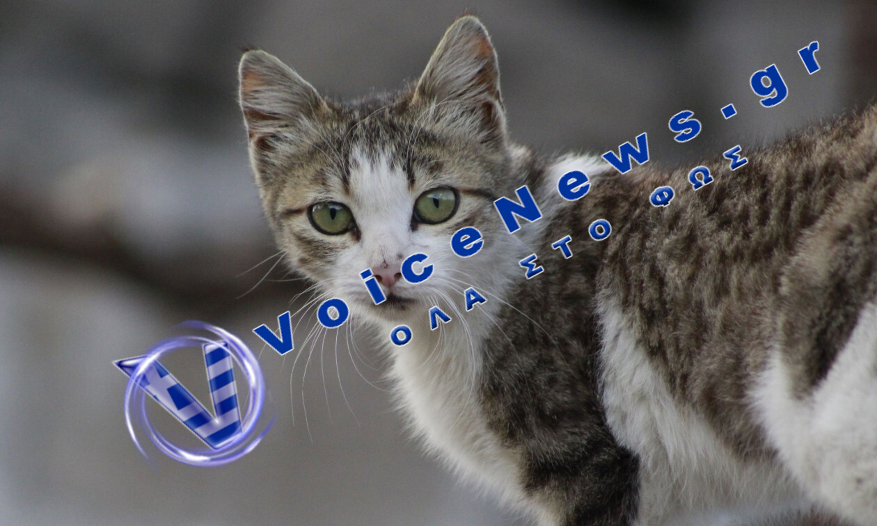 Βιετνάμ: Εξαρθρώθηκε κύκλωμα κλοπής κατοικίδιων γατών που προορίζονταν για… εστιατόρια