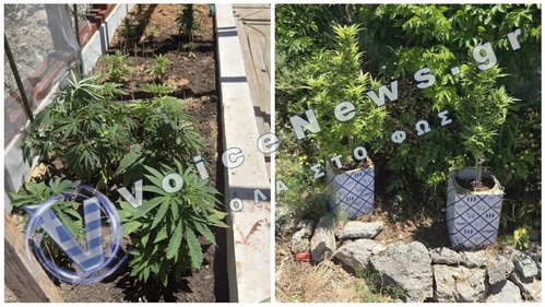 Επιχείρηση-σκούπα στον Άγιο Βασίλειο Ρεθύμνου: Εντοπίστηκαν δενδρύλλια, ναρκωτικά και χιλιάδες ευρώ