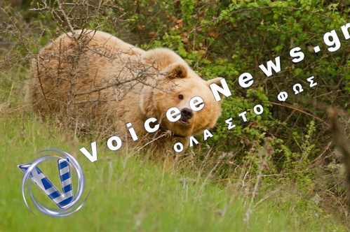 Ανείπωτη τραγωδία στην Καστοριά: Νεκρός 16χρονος σε τροχαίο μετά από σύγκρουση με αρκούδα