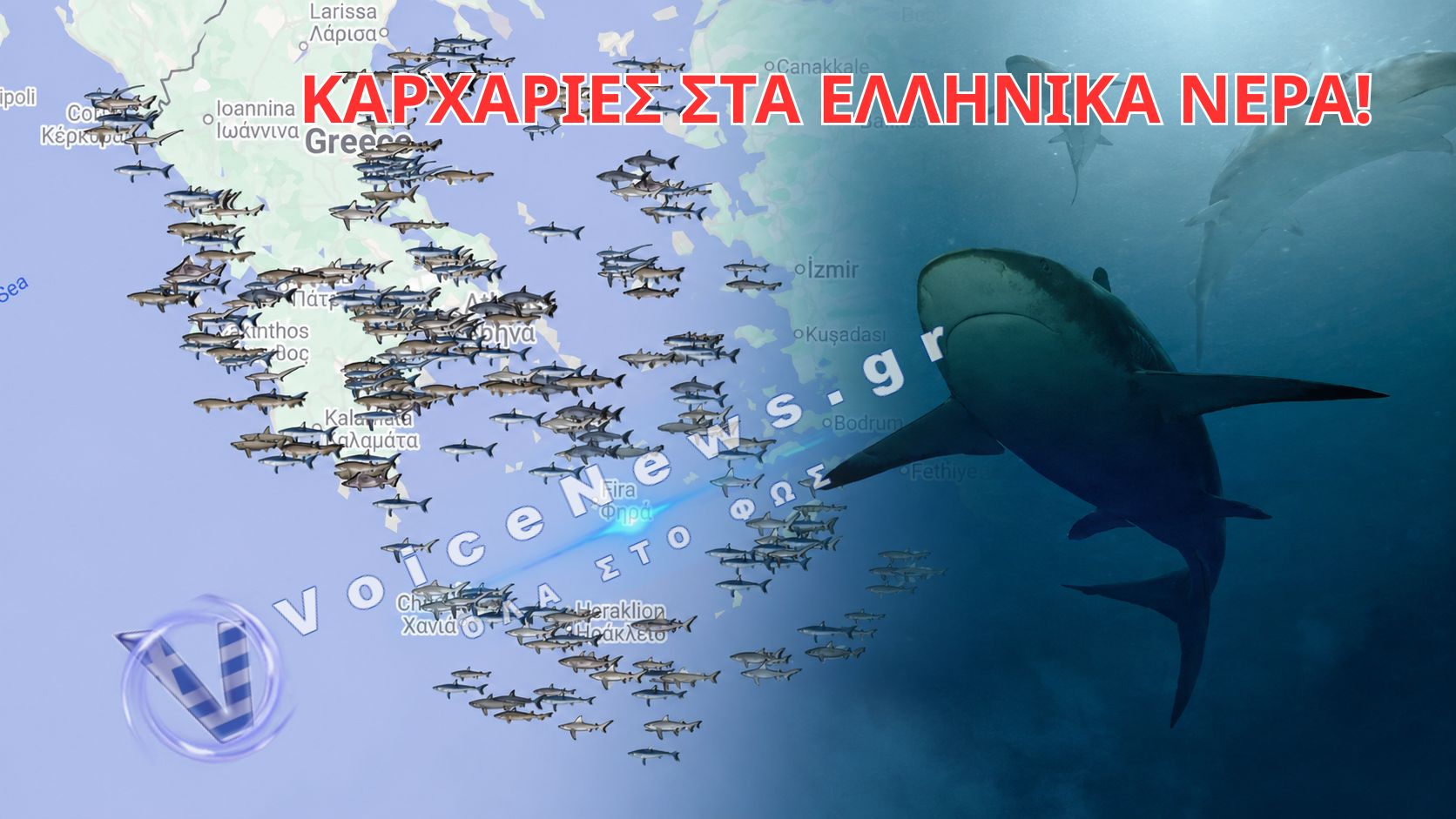 ΚΑΡΧΑΡΙΕΣ ΣΤΙΣ ΕΛΛΗΝΙΚΕΣ ΘΑΛΑΣΣΕΣ: ΠΟΙΑ ΕΙΔΗ ΣΥΝΑΝΤΩΝΤΑΙ ΚΑΙ ΣΕ ΠΟΙΕΣ ΠΕΡΙΟΧΕΣ ΚΑΤΑΓΡΑΦΟΝΤΑΙ ΣΥΧΝΟΤΕΡΑ