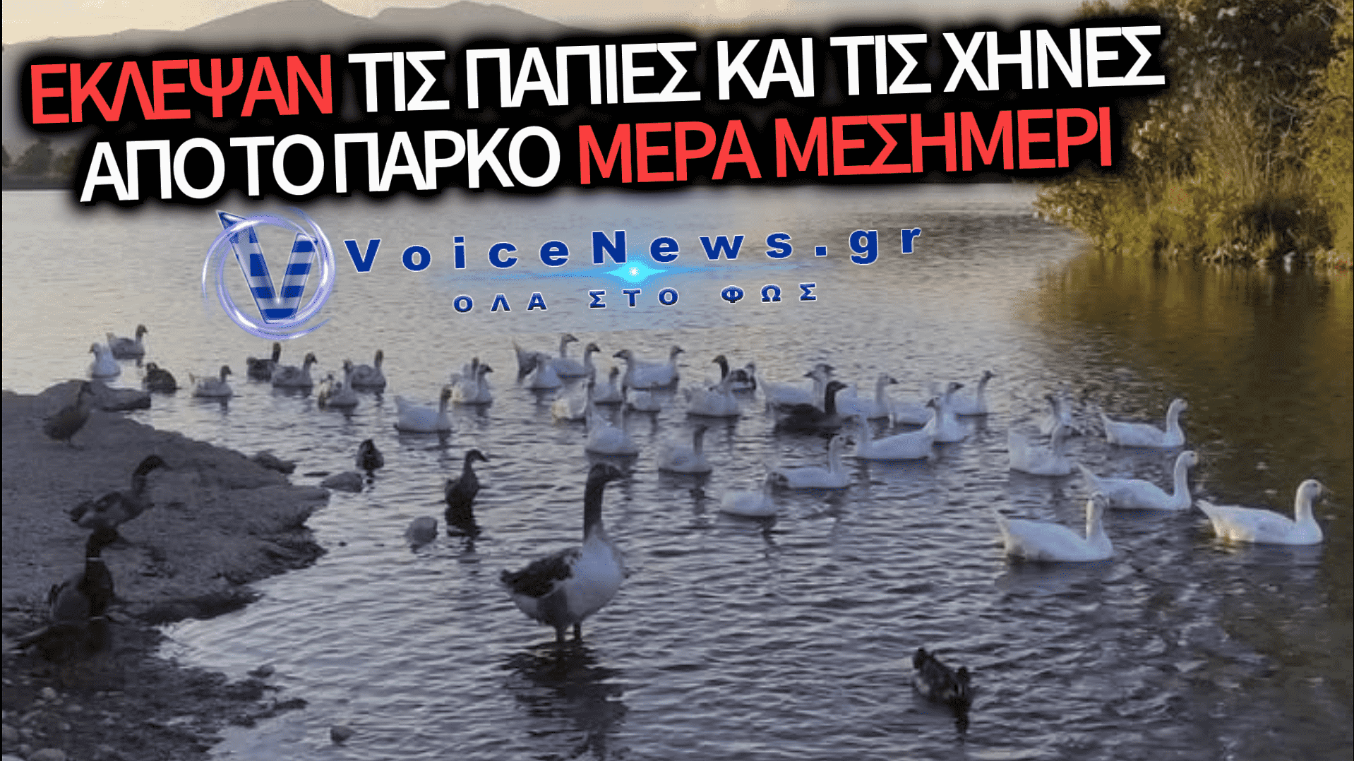 ΠΛΙΑΤΣΙΚΟ ΣΤΗΝ ΑΡΤΑ: ΘΡΑΣΥΤΑΤΟΙ ΔΡΑΣΤΕΣ ΕΞΑΦΑΝΙΣΑΝ 165 ΠΤΗΝΑ ΑΠΟ ΤΟ ΠΑΡΑΠΟΤΑΜΙΟ ΠΑΡΚΟ