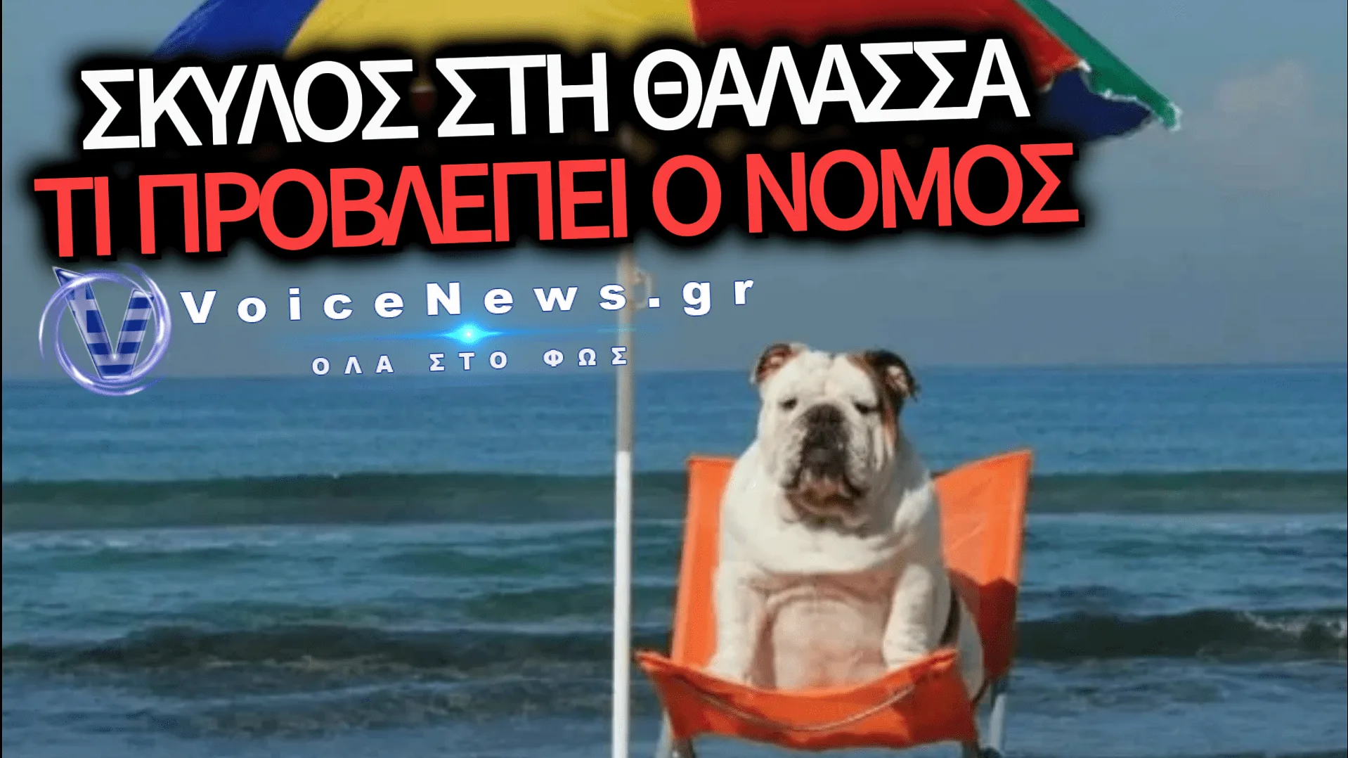ΓΝΩΡΙΖΕΤΕ ΤΟΝ ΝΟΜΟ ΓΙΑ ΤΑ ΚΑΤΟΙΚΙΔΙΑ ΣΤΙΣ ΠΑΡΑΛΙΕΣ; ΕΠΙΤΡΕΠΕΤΕ ΝΑ ΜΠΟΥΝ ΣΤΗΝ ΘΑΛΑΣΣΑ Η ΟΧΙ; ΟΛΕΣ ΟΙ ΑΠΑΝΤΗΣΕΙΣ ΓΙΑ ΤΟ ΜΠΑΝΙΟ ΤΩΝ ΖΩΩΝ ΣΥΝΤΡΟΦΙΑΣ!
