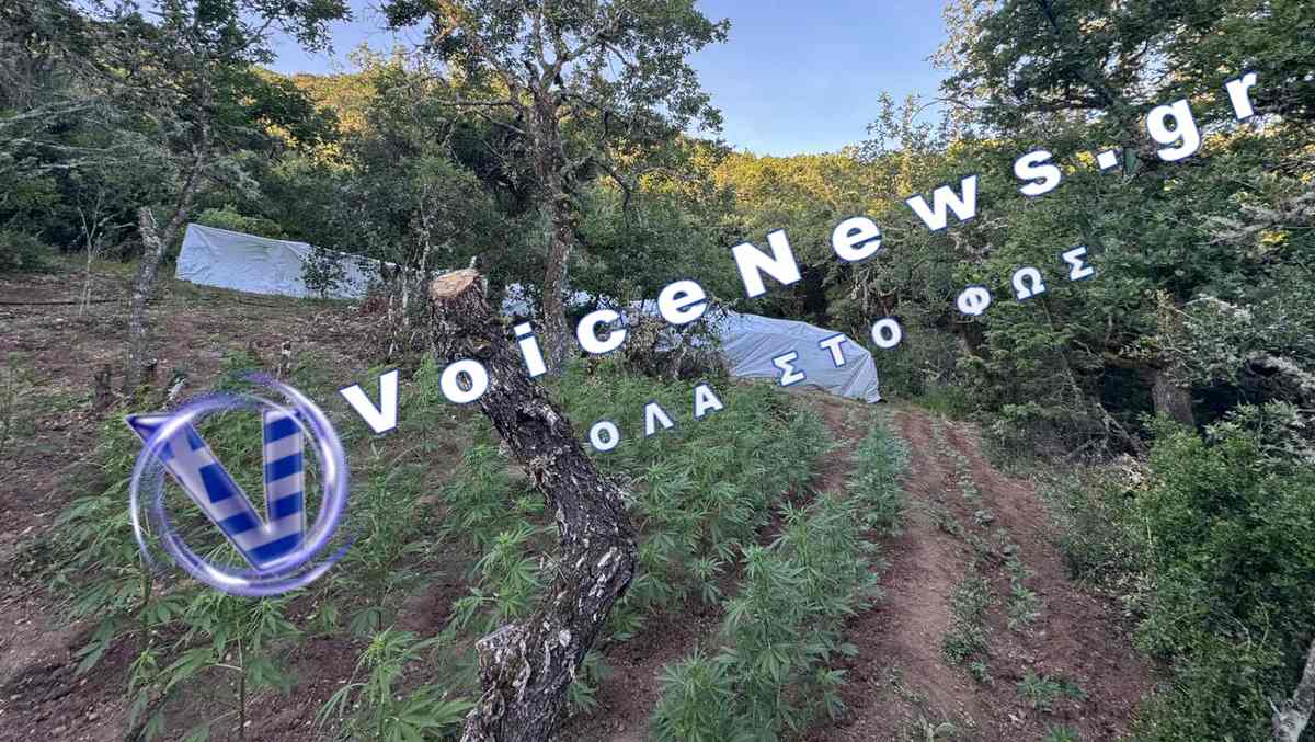 Εντοπίστηκε μεγάλη χασισοφυτεία πάνω από τα Καμένα Βούρλα