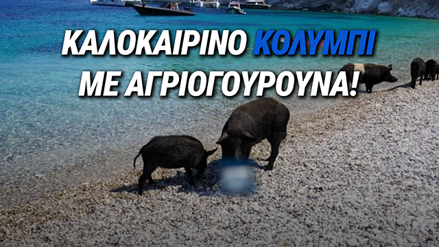 ΒΟΥΤΙΕΣ ΜΑΖΙ ΜΕ ΑΓΡΙΟΓΟΥΡΟΥΝΑ ΣΤΟ ΑΤΟΚΟ – Η ΠΙΟ ΠΑΡΑΞΕΝΗ ΠΑΡΑΛΙΑ ΤΟΥ ΙΟΝΙΟΥ (VID)