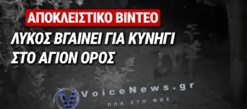 ΑΓΙΟΝ ΟΡΟΣ: ΛΥΚΟΣ ΒΓΑΙΝΕΙ ΓΙΑ ΚΥΝΗΓΙ ΚΑΙ ΠΙΑΝΕΙ ΖΑΡΚΑΔΙ – ΑΠΟΚΛΕΙΣΤΙΚΟ ΒΙΝΤΕΟ VOICENEWS