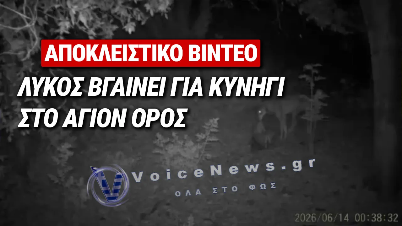 ΑΓΙΟΝ ΟΡΟΣ: ΛΥΚΟΣ ΒΓΑΙΝΕΙ ΓΙΑ ΚΥΝΗΓΙ ΚΑΙ ΠΙΑΝΕΙ ΖΑΡΚΑΔΙ – ΑΠΟΚΛΕΙΣΤΙΚΟ ΒΙΝΤΕΟ VOICENEWS