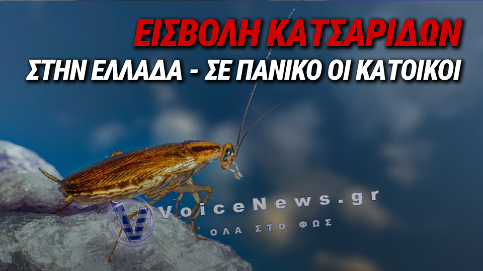 ΚΑΤΣΑΡΙΔΕΣ ΣΕ ΣΠΙΤΙΑ ΚΑΙ ΠΟΛΥΚΑΤΟΙΚΙΕΣ: ΣΕ ΠΟΙΑ ΠΟΛΗ ΤΗΣ ΧΩΡΑΣ ΜΑΣ ΟΙ ΚΑΤΣΑΡΙΔΕΣ ΚΑΝΟΥΝ «ΠΑΡΤΙ»