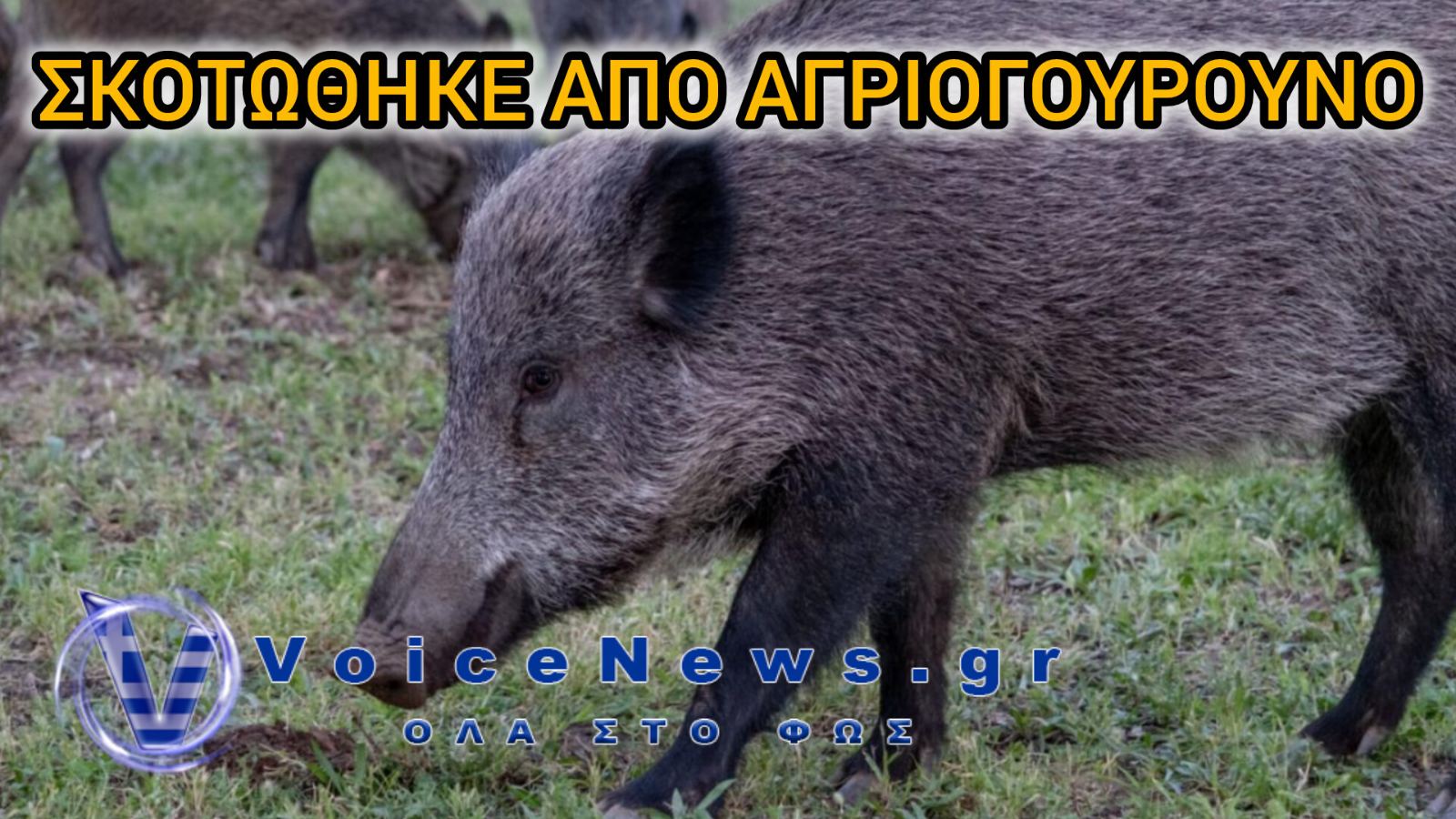 Τραγωδία στην Αιτωλοακαρνανία: 42χρονος σκοτώθηκε όταν η μηχανή του συγκρούστηκε με αγριογούρουνο