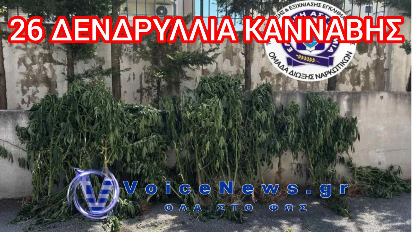 Θεσσαλονίκη: Μίνι χασισοφυτεία σε σπίτι και ποιμνιοστάσιο – Χειροπέδες σε άνδρα με 26 δενδρύλλια κάνναβης
