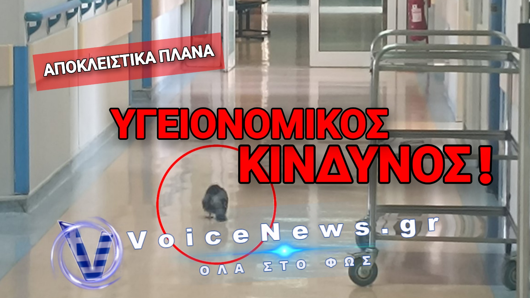 «Σοκ» στο Ογκολογικό Αθηνών! Τα περιστέρια τρώνε δίπλα στους καρκινοπαθείς – Πού είναι η διοίκηση;