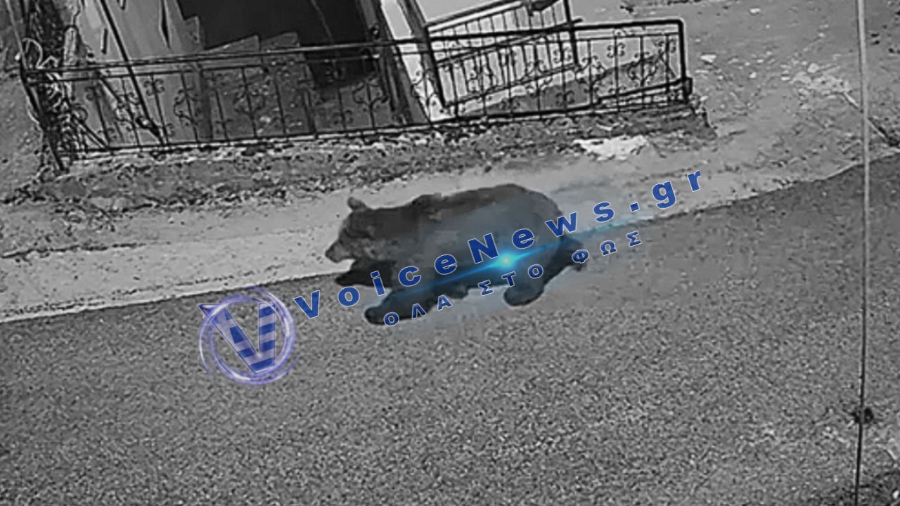 Αρκούδα έκανε βόλτα μέσα στο Γαρδίκι Τρικάλων – Αναστάτωση στους κατοίκους