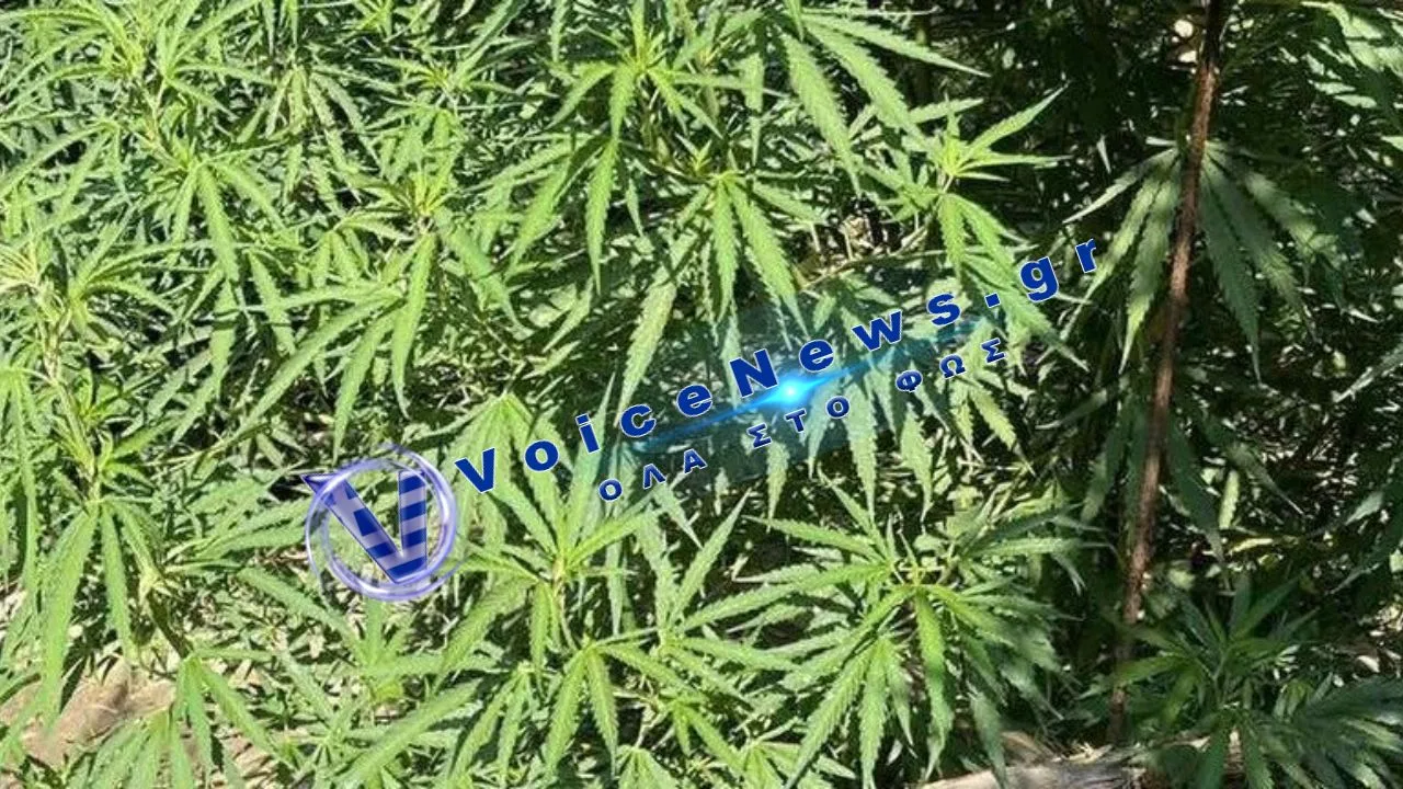 Επιχείρηση της δίωξης ναρκωτικών σε φυτεία στη Φοινικούντα – Δύο συλλήψεις σε μεγάλη καλλιέργεια κάνναβης