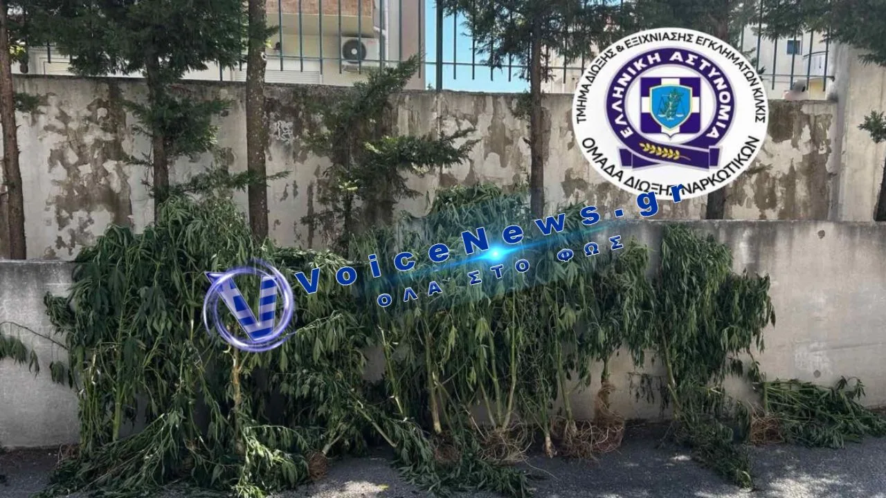 Θεσσαλονίκη: Εστησε χασισοφυτεία μέσα σε σπίτι και εγκαταλελειμμένο ποιμνιοστάσιο – συνελήφθη