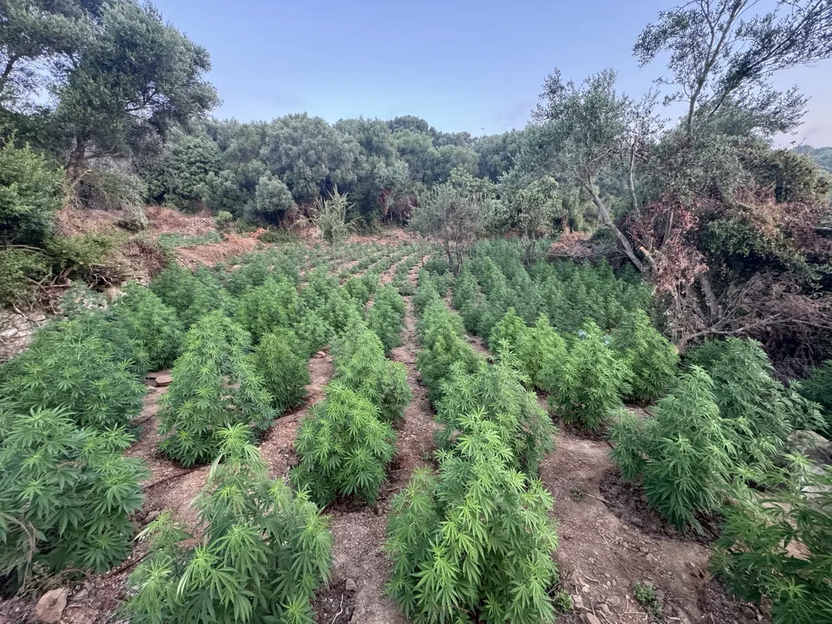 Μεσσηνία: Εντοπίστηκε μεγάλη φυτεία κάνναβης με 1.532 δενδρύλλια