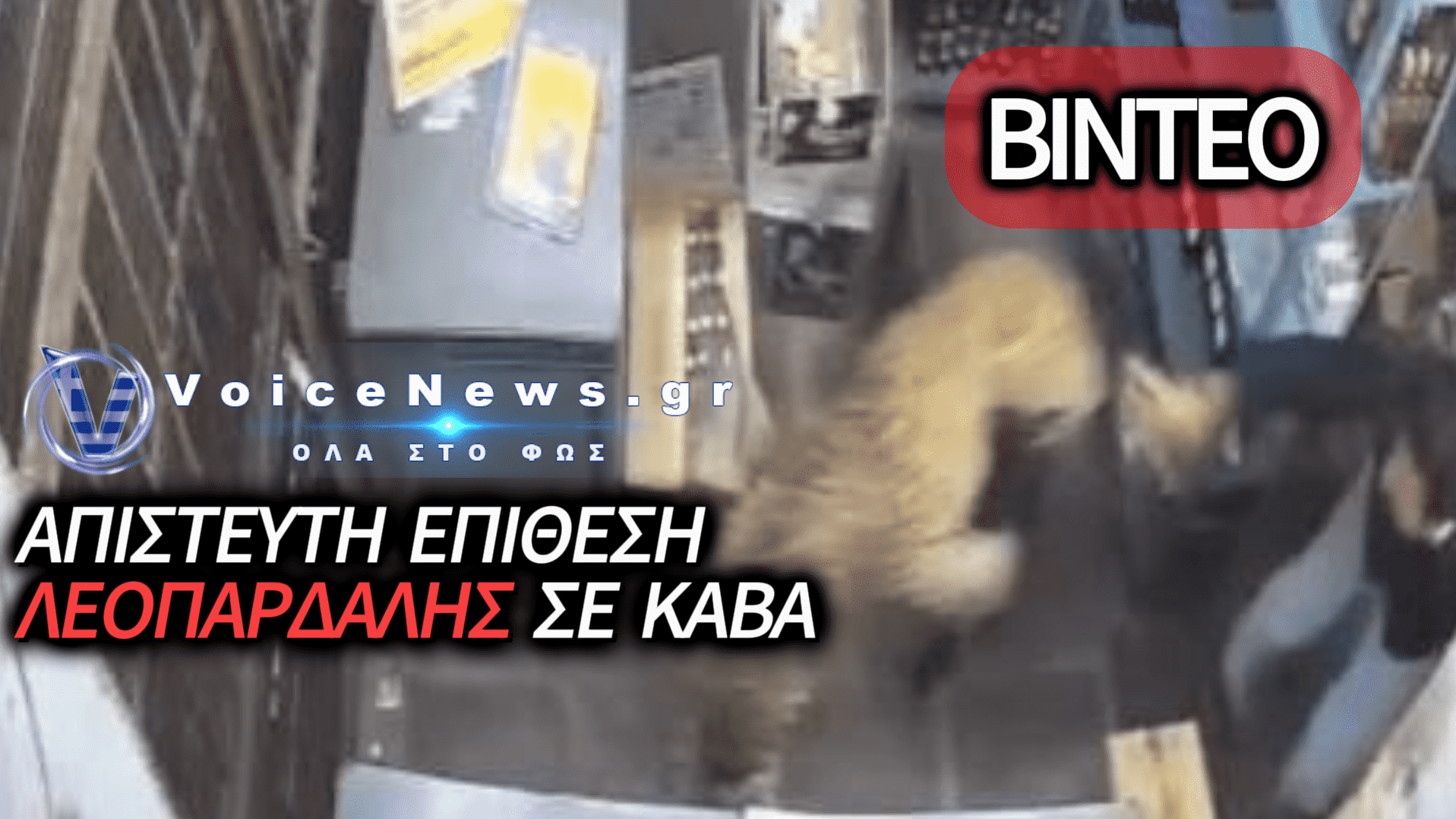 ΛΕΟΠΑΡΔΑΛΗ ΕΙΣΕΒΑΛΕ ΣΕ ΚΑΒΑ ΚΑΙ ΠΑΛΕΨΕ ΣΩΜΑ ΜΕ ΣΩΜΑ ΜΕ ΥΠΑΛΛΗΛΟ – ΔΕΙΤΕ ΒΙΝΤΕΟ