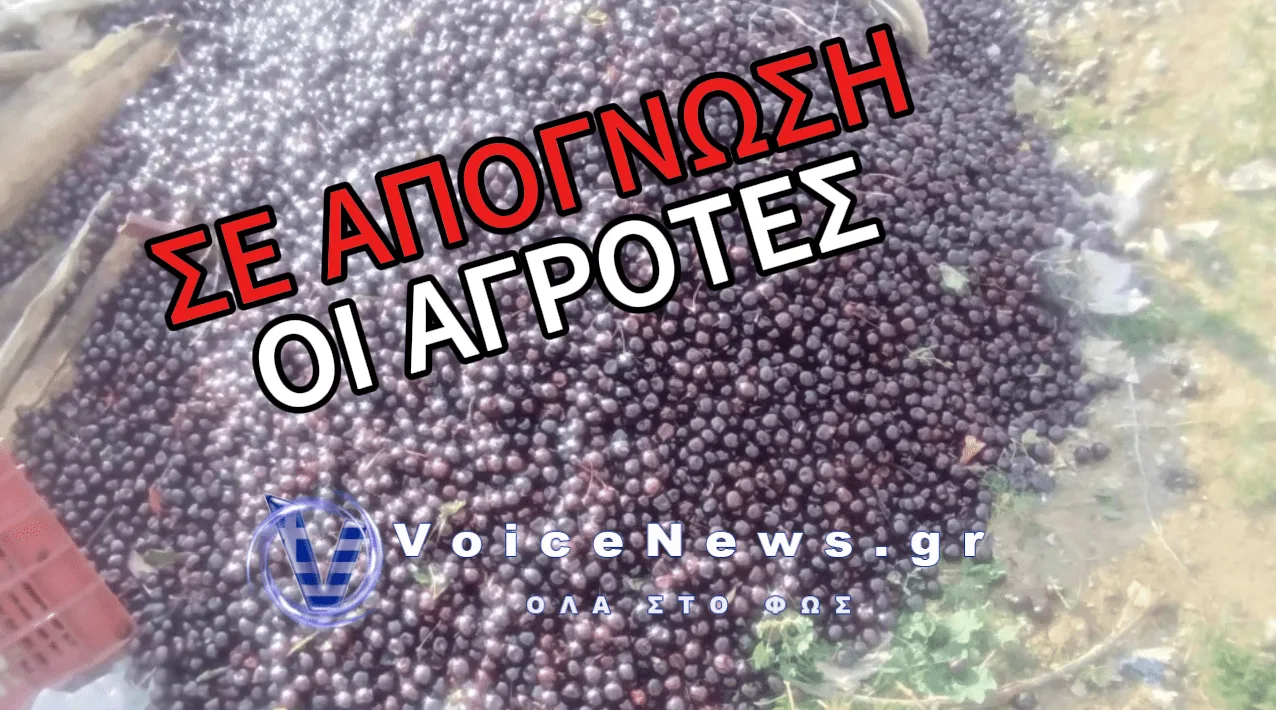 ΞΕΣΠΟΥΝ ΟΙ ΑΓΡΟΤΕΣ ΤΗΣ ΑΛΜΩΠΙΑΣ: «ΠΕΤΑΜΕ ΤΟΝΟΥΣ ΚΕΡΑΣΙΑ – ΔΕΝ ΤΑ ΠΑΙΡΝΟΥΝ ΟΥΤΕ ΜΕ 70 ΛΕΠΤΑ»