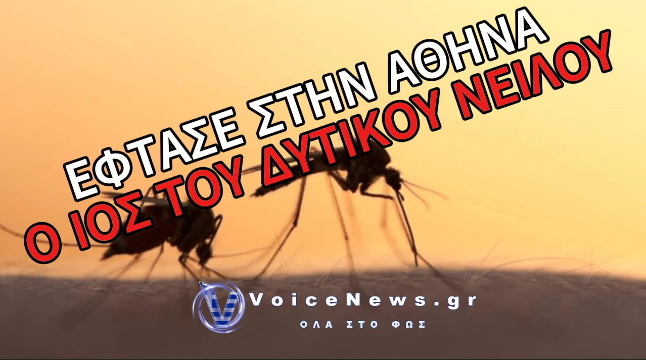 ΕΝΤΟΠΙΣΤΗΚΕ ΚΡΟΥΣΜΑ ΙΟΥ ΤΟΥ ΔΥΤΙΚΟΥ ΝΕΙΛΟΥ ΣΤΟΝ ΔΗΜΟ ΒΑΡΗΣ-ΒΟΥΛΑΣ-ΒΟΥΛΙΑΓΜΕΝΗΣ: ΠΩΣ ΜΕΤΑΔΙΔΕΤΑΙ Ο ΙΟΣ ΚΑΙ ΤΙ ΠΡΕΠΕΙ ΝΑ ΠΡΟΣΕΧΕΤΕ