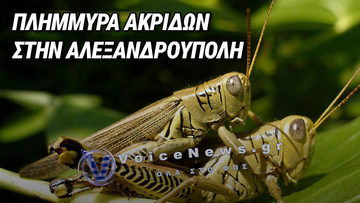 ΑΛΕΞΑΝΔΡΟΥΠΟΛΗ: «ΠΛΗΜΜΥΡΙΣΑΝ» ΑΠΟ ΑΚΡΙΔΕΣ ΜΠΑΛΚΟΝΙΑ, ΠΑΡΚΑ ΚΑΙ ΔΡΟΜΟΙ – ΕΚΠΛΗΚΤΟΙ ΟΙ ΚΑΤΟΙΚΟΙ