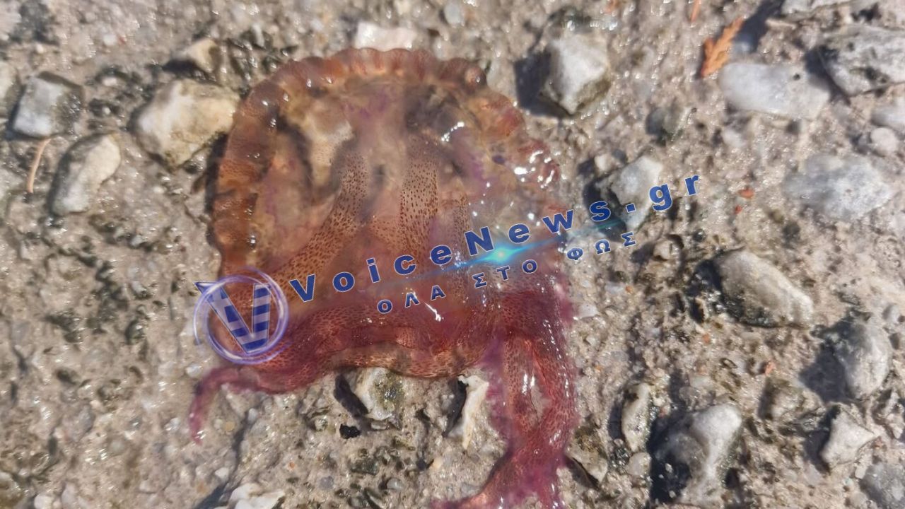 Μωβ μέδουσες στον Παγασιτικό: Τέσσερα άτομα τσιμπήθηκαν στο Σουτραλί – Αυξάνονται οι καταγραφές