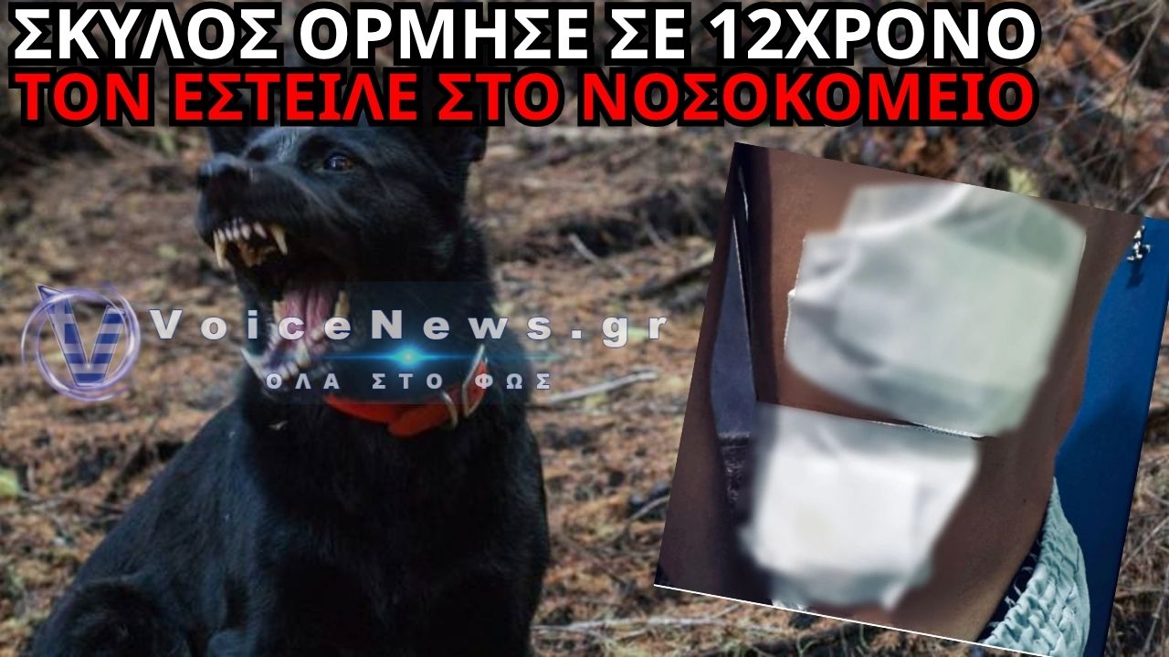 ΗΡΑΚΛΕΙΟ: ΣΚΥΛΟΣ ΟΡΜΗΣΕ ΣΕ 12ΧΡΟΝΟ – ΣΤΟ ΝΟΣΟΚΟΜΕΙΟ ΤΟ ΠΑΙΔΙ, ΣΥΝΕΛΗΦΘΗ 28ΧΡΟΝΗ
