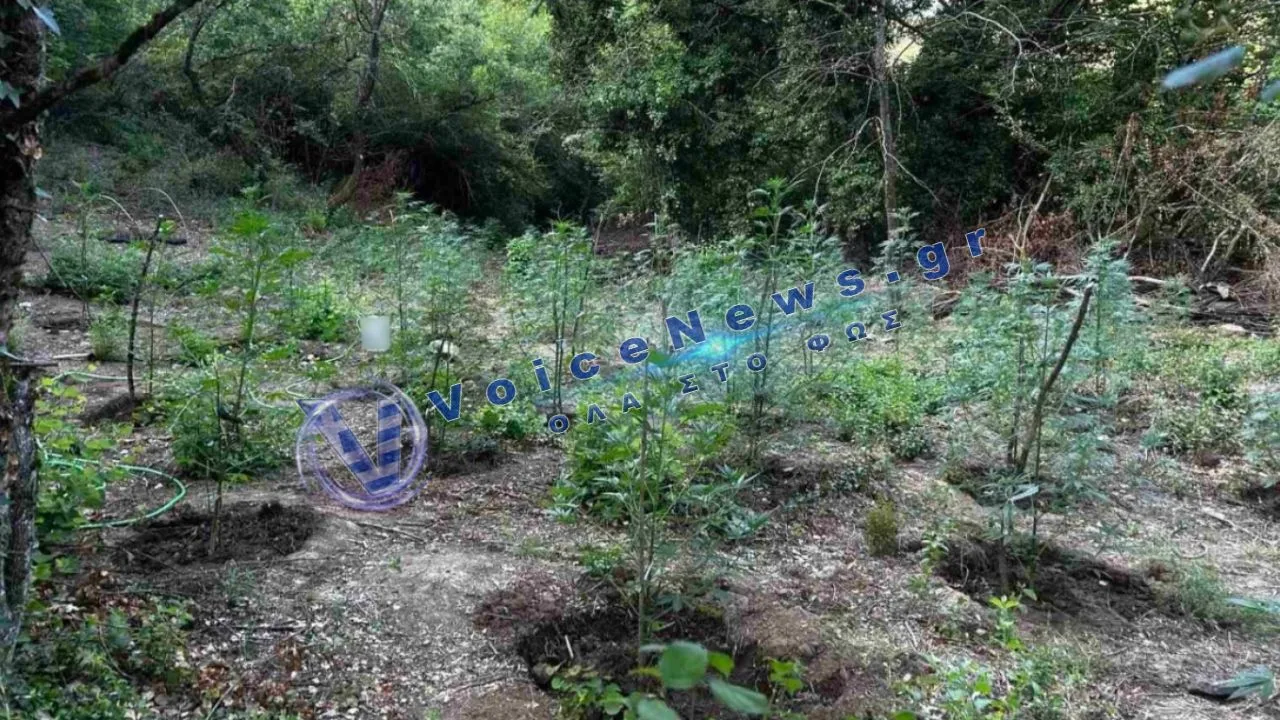 Δείτε πού εντοπίστηκαν πάνω από 2.000 δενδρύλλια κάνναβης σε κρυφή φυτεία στη Φθιώτιδα – Κέρδη άνω των 2 εκατ. ευρώ