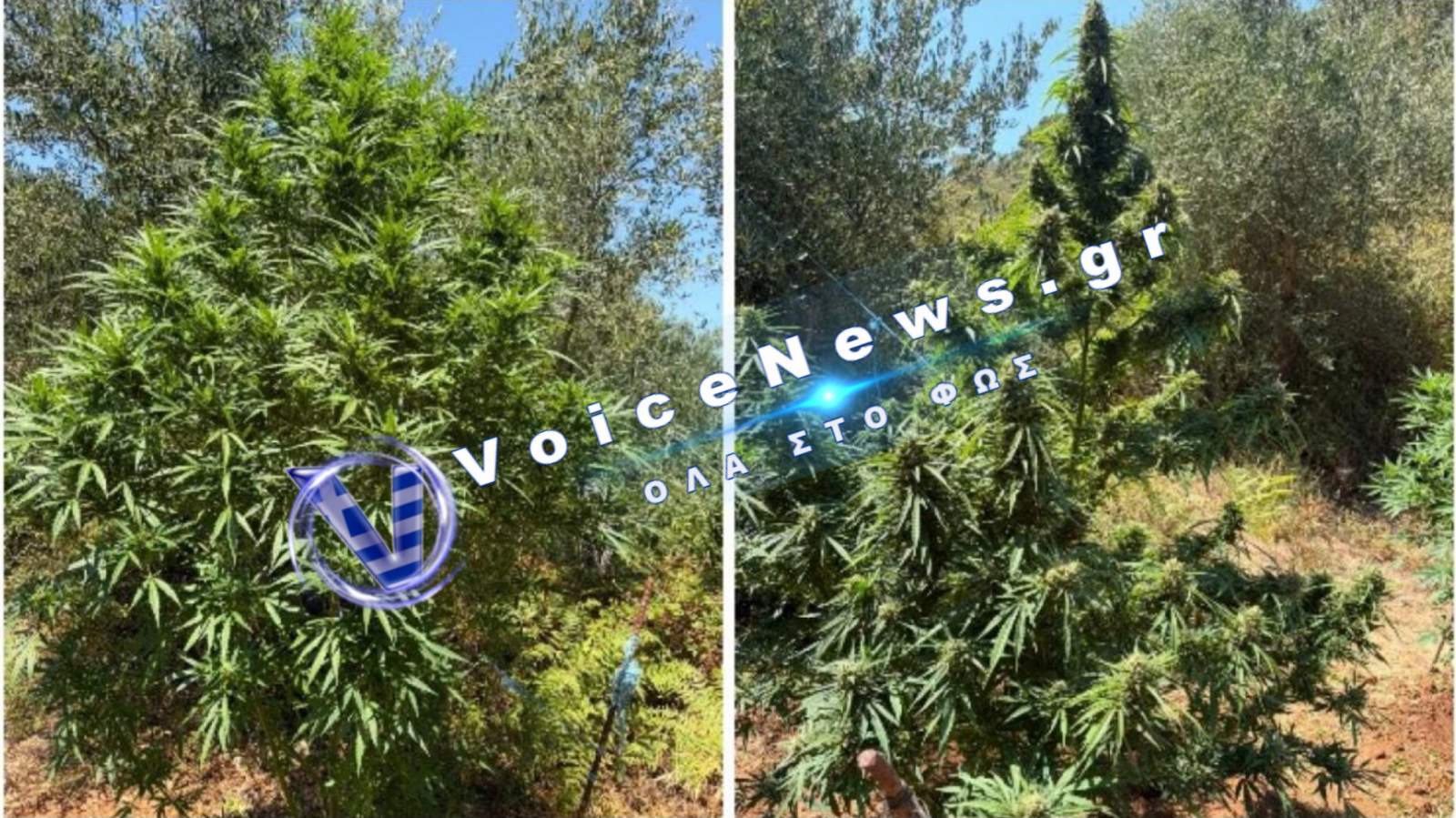 Ρέθυμνο: Συνελήφθη 63χρονος για φυτεία κάνναβης με δενδρύλλια ύψους έως 3 μέτρα