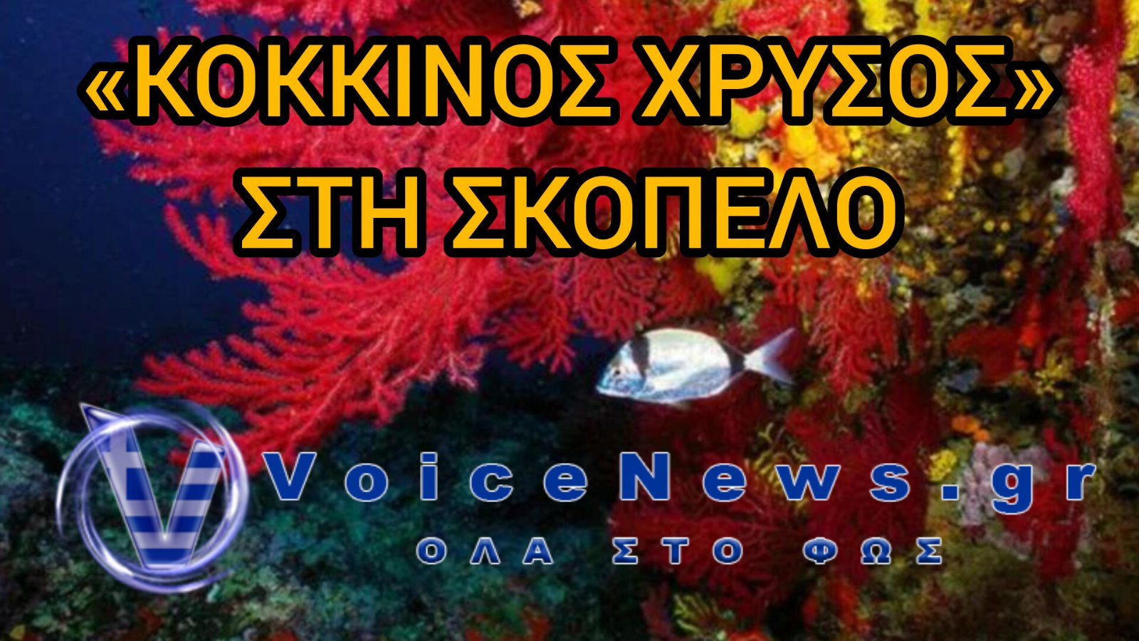 «ΛΕΗΛΑΤΟΥΣΑΝ» ΤΟΝ ΒΥΘΟ ΓΙΑ ΤΟΝ «ΚΟΚΚΙΝΟ ΧΡΥΣΟ» – ΣΤΟ ΜΙΚΡΟΣΚΟΠΙΟ ΔΙΕΘΝΕΣ ΚΥΚΛΩΜΑ!