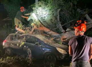 Νέα Ερυθραία: Πτώση μεγάλου δέντρου στην οδό Τροίας προκάλεσε ζημιές σε αυτοκίνητα