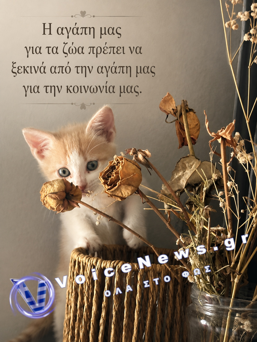 Γατούλα με τη φράση «Η αγάπη μας για τα ζώα πρέπει να ξεκινά από την αγάπη μας για την κοινωνία μας»