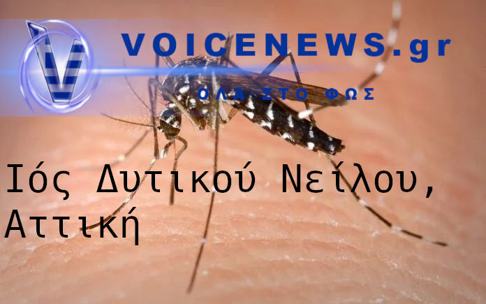 Ιός Δυτικού Νείλου στην Αττική – Κουνούπια και αυξημένα κρούσματα