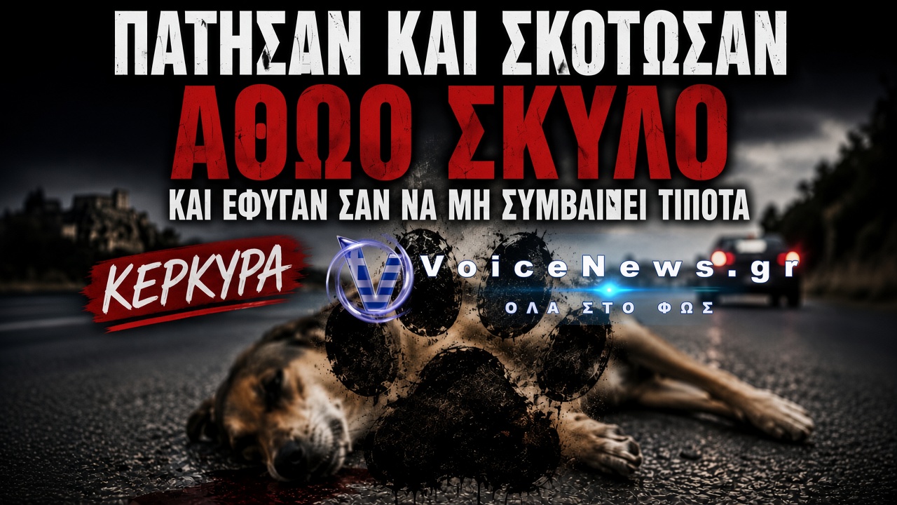 ΚΕΡΚΥΡΑ: ΒΙΝΤΕΟ-ΣΟΚ ΚΑΤΑΓΡΑΦΕΙ ΤΗ ΣΤΙΓΜΗ ΠΟΥ ΟΔΗΓΟΣ ΠΑΤΑ ΣΚΥΛΟ ΚΑΙ ΕΓΚΑΤΑΛΕΙΠΕΙ ΤΟ ΣΗΜΕΙΟ