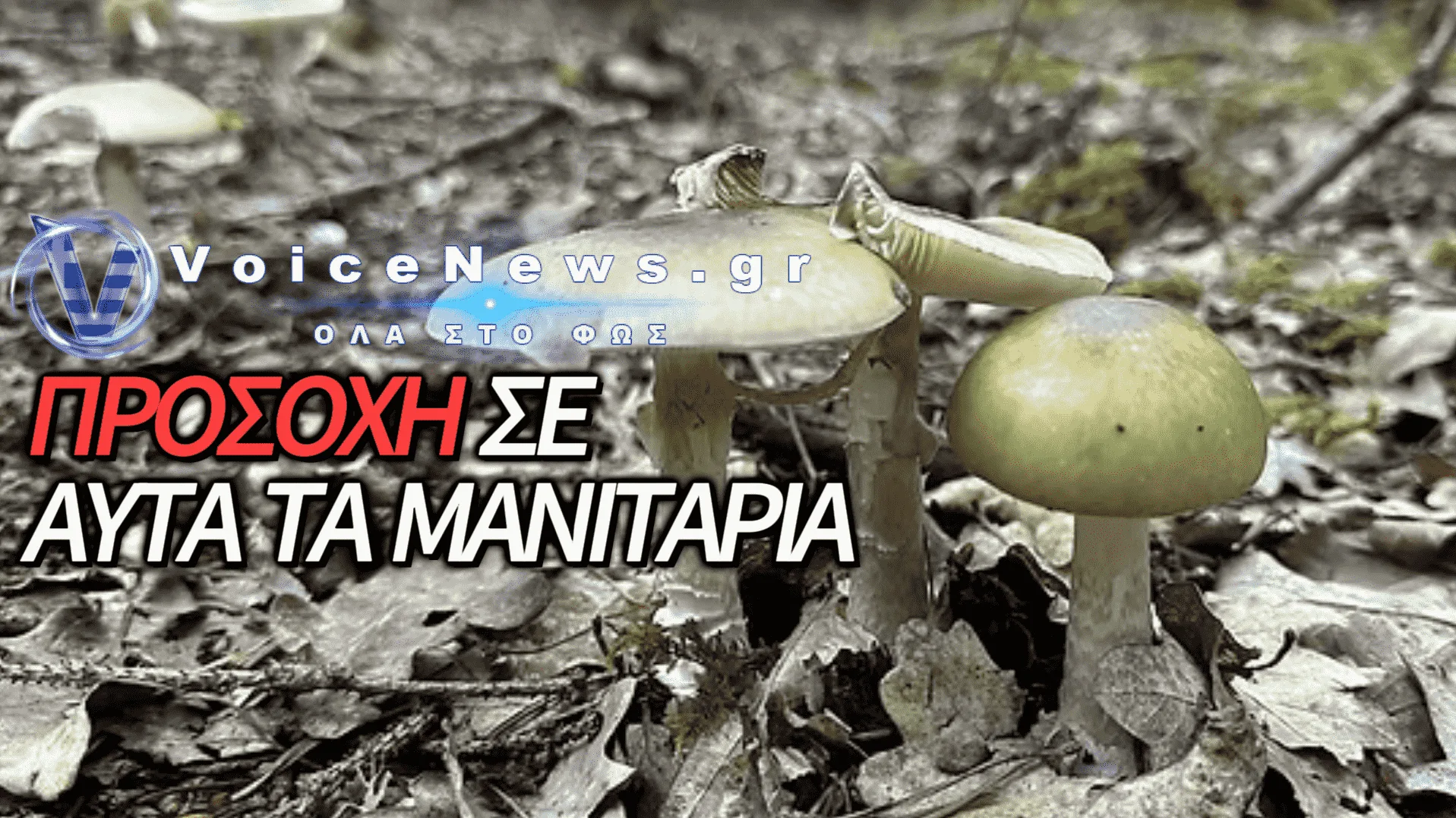 ΠΡΟΣΟΧΗ ΣΤΟ ΜΑΝΙΤΑΡΙ-ΔΟΛΟΦΟΝΟ: ΤΑ ΔΕΚΑΔΕΣ ΚΡΟΥΣΜΑΤΑ ΚΑΙ ΟΙ ΟΞΕΙΕΣ ΔΗΛΗΤΗΡΙΑΣΕΙΣ