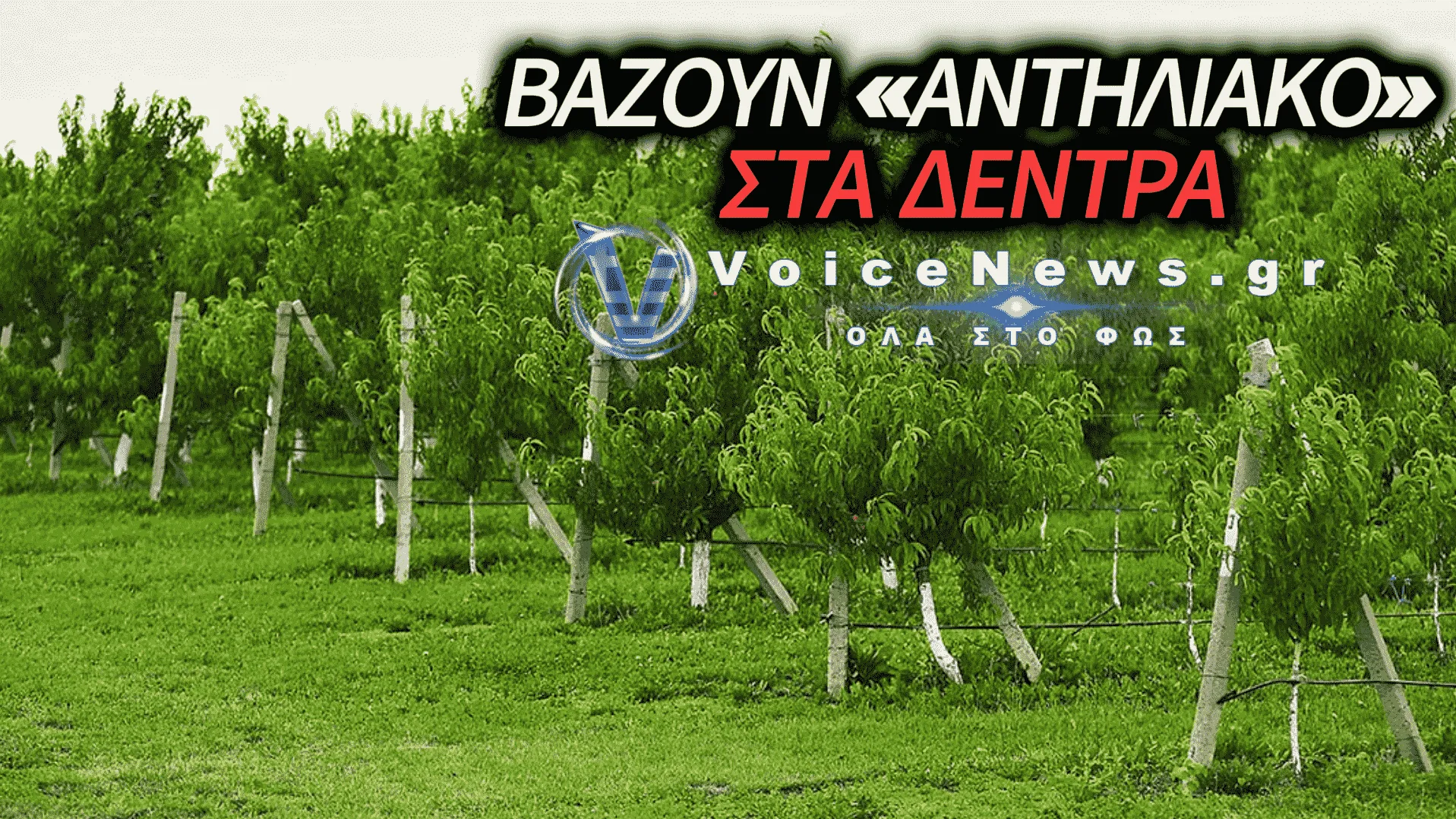 ΑΓΡΟΤΕΣ ΒΑΖΟΥΝ <<ΑΝΤΗΛΙΑΚΟ>> ΣΤΑ ΦΡΟΥΤΑ ΓΙΑ ΝΑ ΤΑ ΣΩΣΟΥΝ ΑΠΟ ΤΟΝ ΚΑΥΣΩΝΑ!