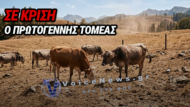 ΚΡΙΣΗ ΣΤΗΝ ΚΤΗΝΟΤΡΟΦΙΑ: Η ΠΑΡΑΤΕΤΑΜΕΝΗ ΞΗΡΑΣΙΑ ΟΔΗΓΕΙ ΣΕ ΜΑΖΙΚΕΣ ΣΦΑΓΕΣ ΖΩΩΝ – ΣΤΑ ΟΡΙΑ ΤΟΥΣ ΟΙ ΨΥΚΤΙΚΟΙ ΘΑΛΑΜΟΙ