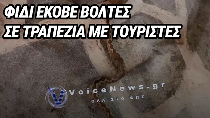 ΕΥΒΟΙΑ: ΠΑΝΙΚΟΣ ΣΕ ΓΕΜΑΤΗ ΤΑΒΕΡΝΑ ΟΤΑΝ ΕΜΦΑΝΙΣΤΗΚΕ ΦΙΔΙ ΑΝΑΜΕΣΑ ΣΤΑ ΤΡΑΠΕΖΙΑ