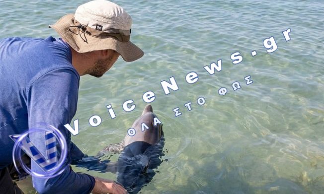 Επιχείρηση διάσωσης δελφινιού σε παραλία της Κέρκυρας