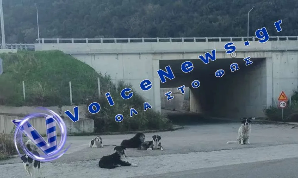 Αγέλη σκύλων επιτέθηκε σε μητέρα ανήλικων παιδιών στο κέντρο του Αγρινίου