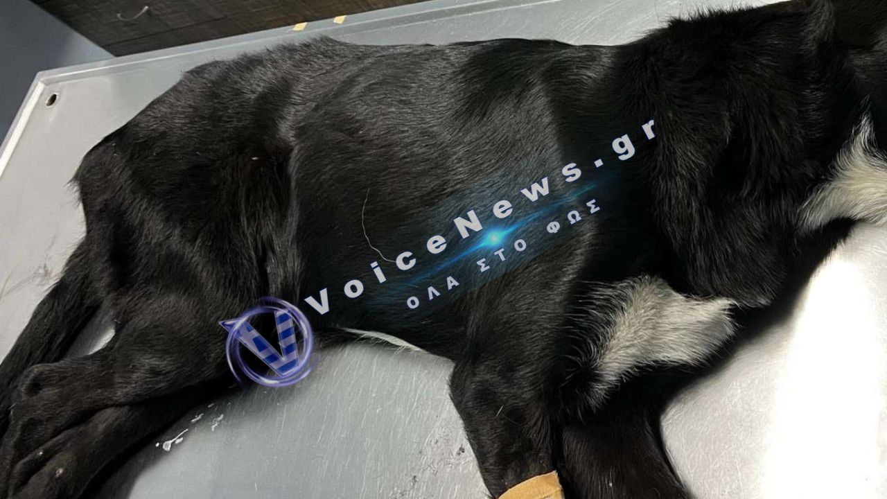 Αχαΐα: Πυροβόλησε και σκότωσε αδέσποτο σκύλο επειδή «τον ενοχλούσε» – Πρόστιμο 50.000 ευρώ