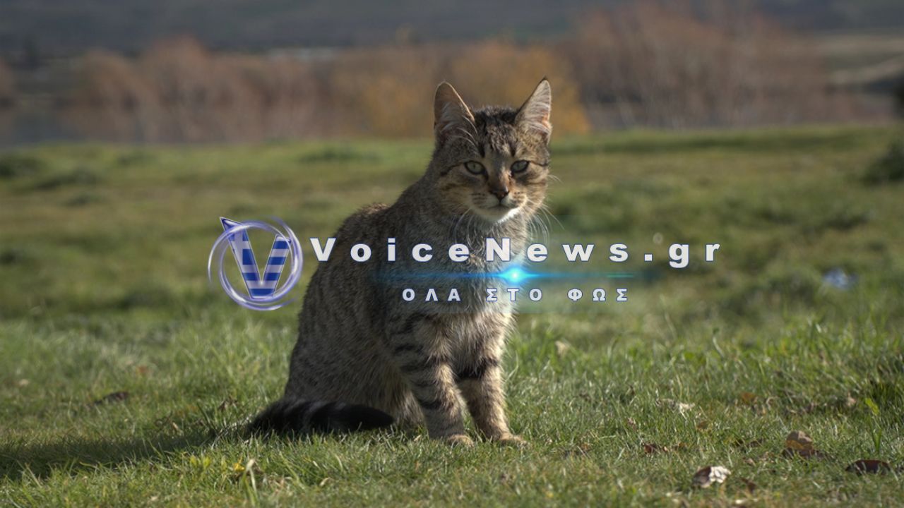 Φρίκη στην Εύβοια: Πυροβόλησαν αδέσποτη γάτα στο κεφάλι – Έχασε την όρασή της