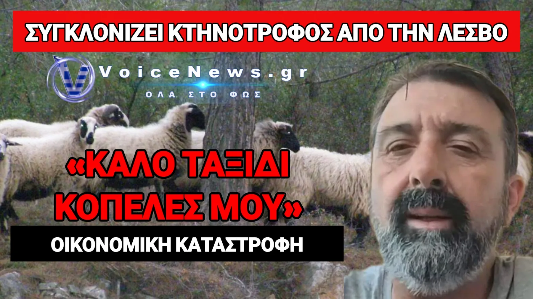ΚΑΤΑΣΤΡΟΦΗ ΣΤΗ ΜΥΤΙΛΗΝΗ: ΘΑΝΑΤΩΣΑΝ 500 ΕΓΚΥΑ ΠΡΟΒΑΤΑ ΕΝΩ ΤΟ ΚΡΑΤΟΣ ΕΜΠΑΙΖΕΙ ΤΟΥΣ ΚΤΗΝΟΤΡΟΦΟΥΣ