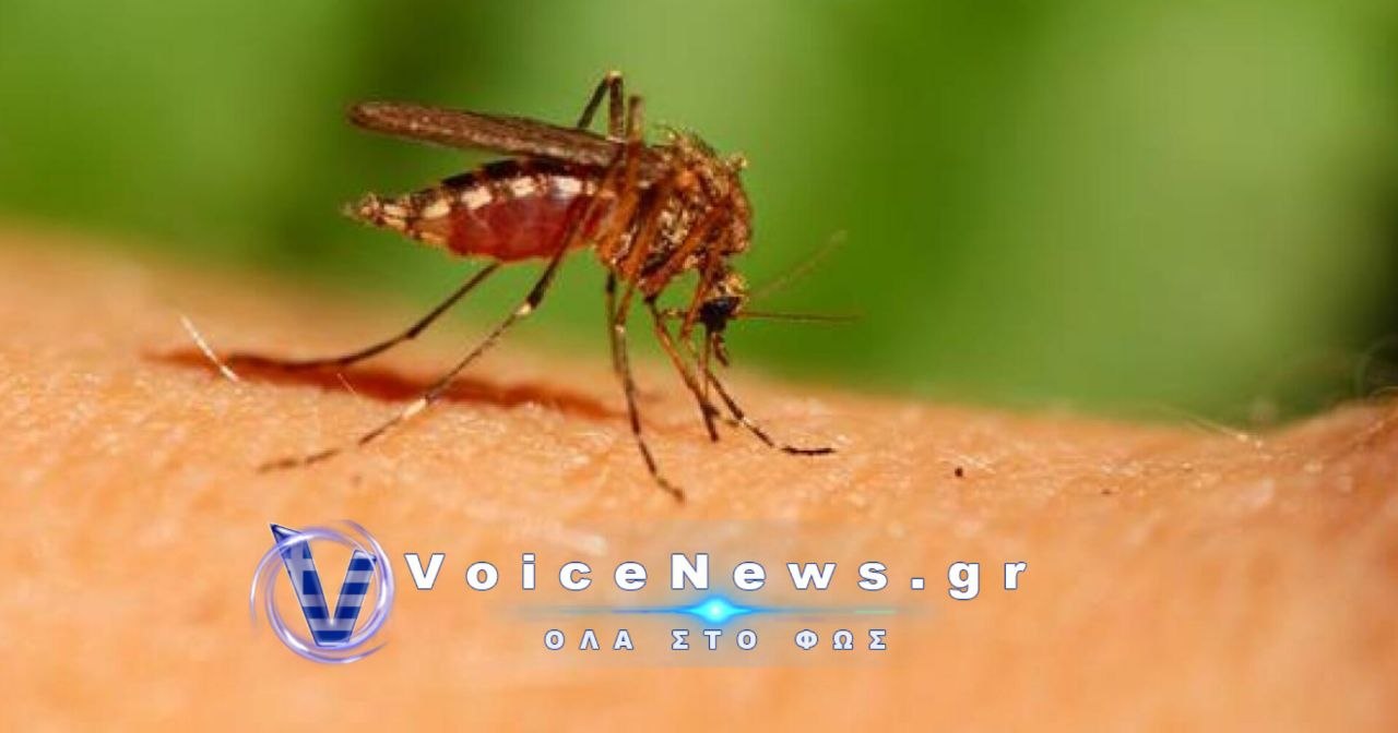 Πέντε νέοι θάνατοι και 58 κρούσματα σε μία εβδομάδα απο τον ιο του Δυτικού Νείλου.