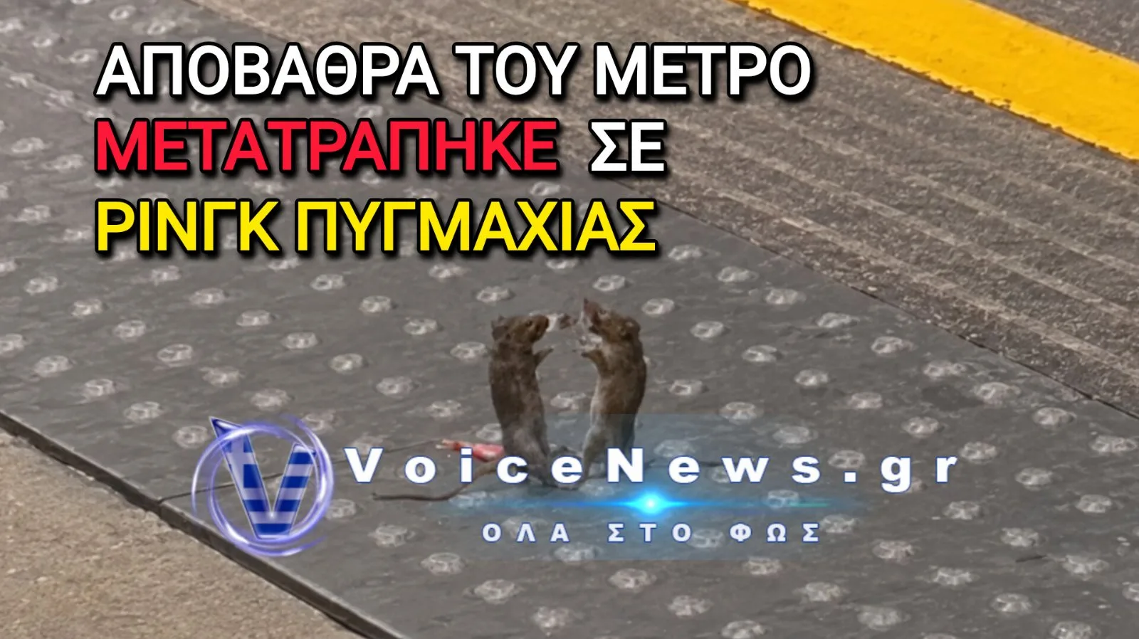 Λονδίνο: Ποντίκια μετέτρεψαν αποβάθρα του μετρό σε ρινγκ – Viral το βίντεο της «πυγμαχίας»