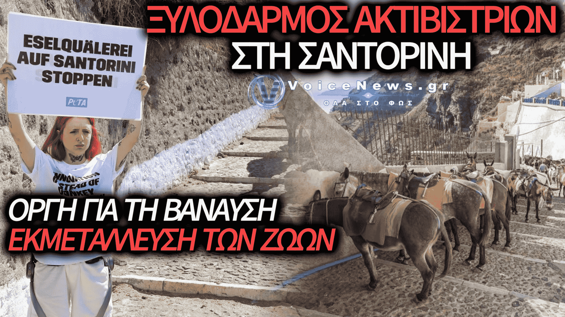 ΑΓΡΙΑ ΕΠΙΘΕΣΗ ΑΓΩΓΙΑΤΩΝ ΣΕ ΑΚΤΙΒΙΣΤΡΙΕΣ ΣΤΗ ΣΑΝΤΟΡΙΝΗ: ΣΟΚ ΑΠΟ ΤΗ ΒΙΑ ΚΑΙ ΤΗΝ ΕΚΜΕΤΑΛΛΕΥΣΗ ΖΩΩΝ