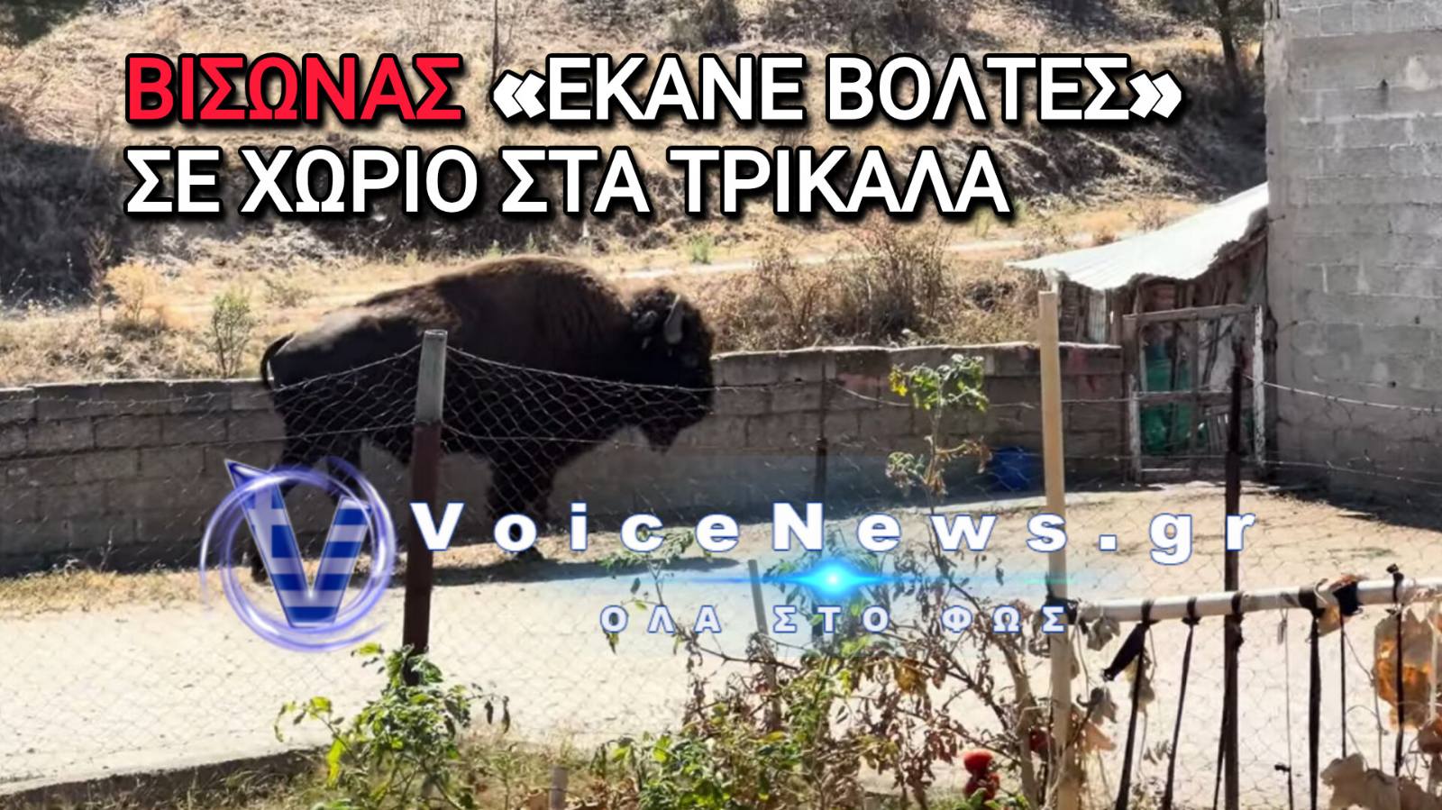 Τρίκαλα: Βίσωνας «έκανε βόλτες» στις αυλές σπιτιών στην Κρήνη – Βίντεο