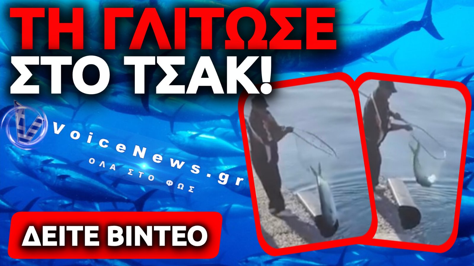 ΑΠΙΣΤΕΥΤΗ ΣΤΙΓΜΗ ΣΕ ΛΙΜΑΝΙ: ΤΟ ΜΕΓΑΛΟ ΨΑΡΙ ΠΟΥ… ΤΟ ΕΣΚΑΣΕ ΤΗ ΤΕΛΕΥΤΑΙΑ ΣΤΙΓΜΗ (ΒΙΝΤΕΟ)