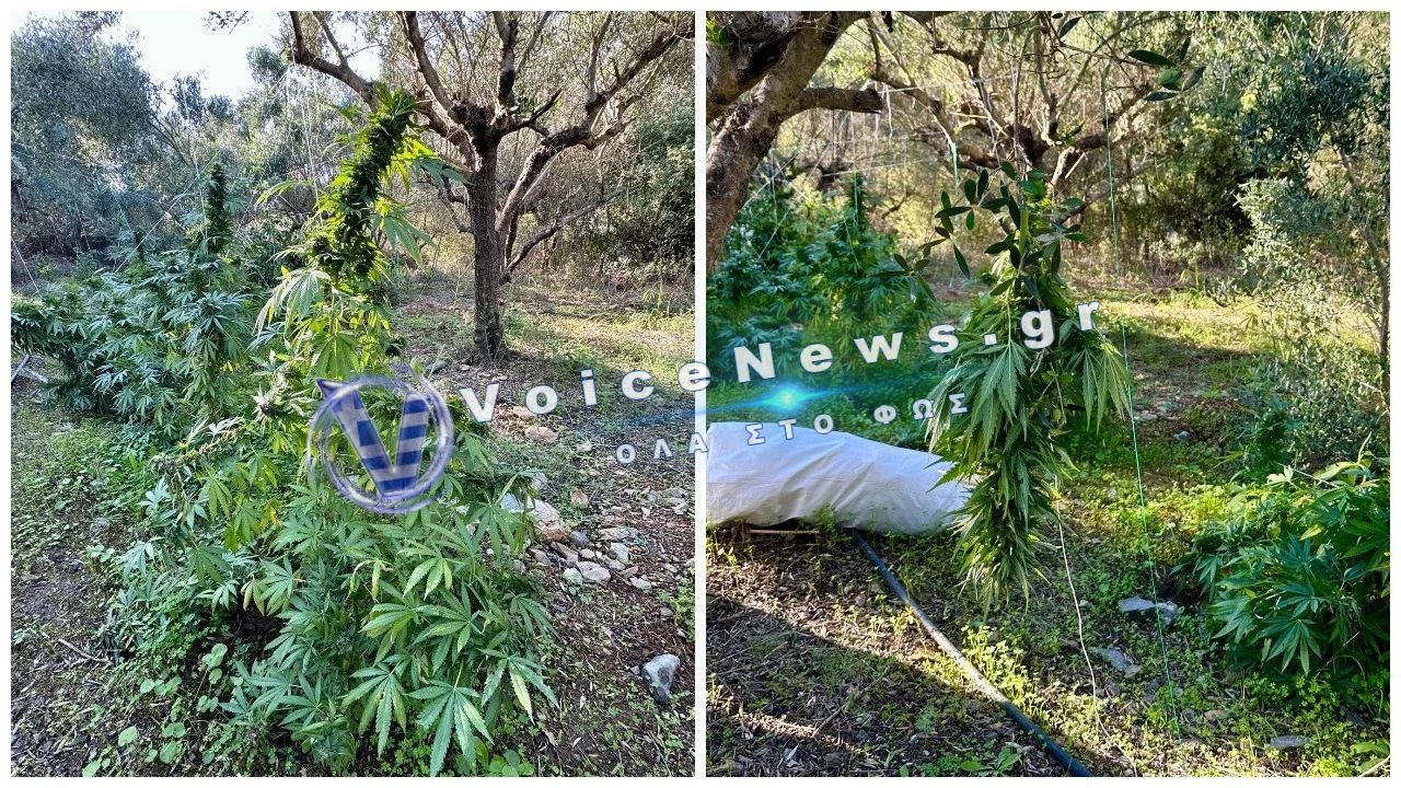 Μυλοπόταμος: 71 δενδρύλλια και 36,5 κιλά κάνναβης – Προφυλακίστηκαν τέσσερις άνδρες