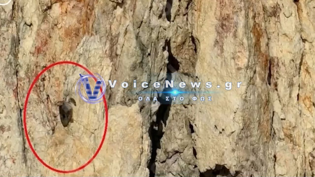 Πολύαιγος: Νεκρή θαλάσσια χελώνα βρέθηκε κρεμασμένη σε βράχο – Σοκ από το περιστατικό