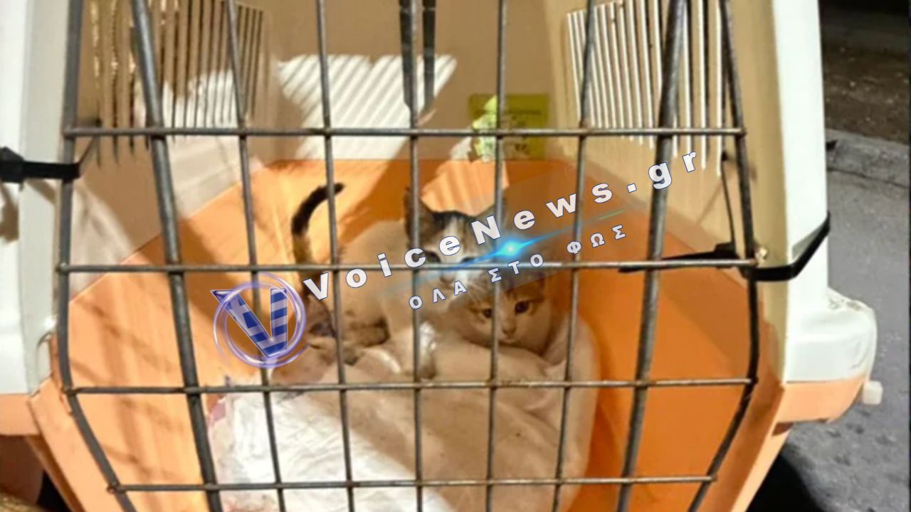 Ρόδος: Πολύωρη επιχείρηση για τη διάσωση δύο γατιών από απορριμματοφόρο στην Ακαντιά
